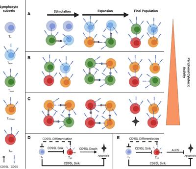 Understanding the Effects of Age and T-Cell Differentiation on COVID-19 Severity: Implicating a Fas/FasL-mediated Feed-Forward Controller of T-Cell Differentiation